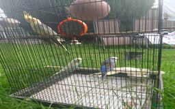 Cockatiels birds for sale: 2 Cockatiels & 2 Budgies with Cage in Preston - Image 4