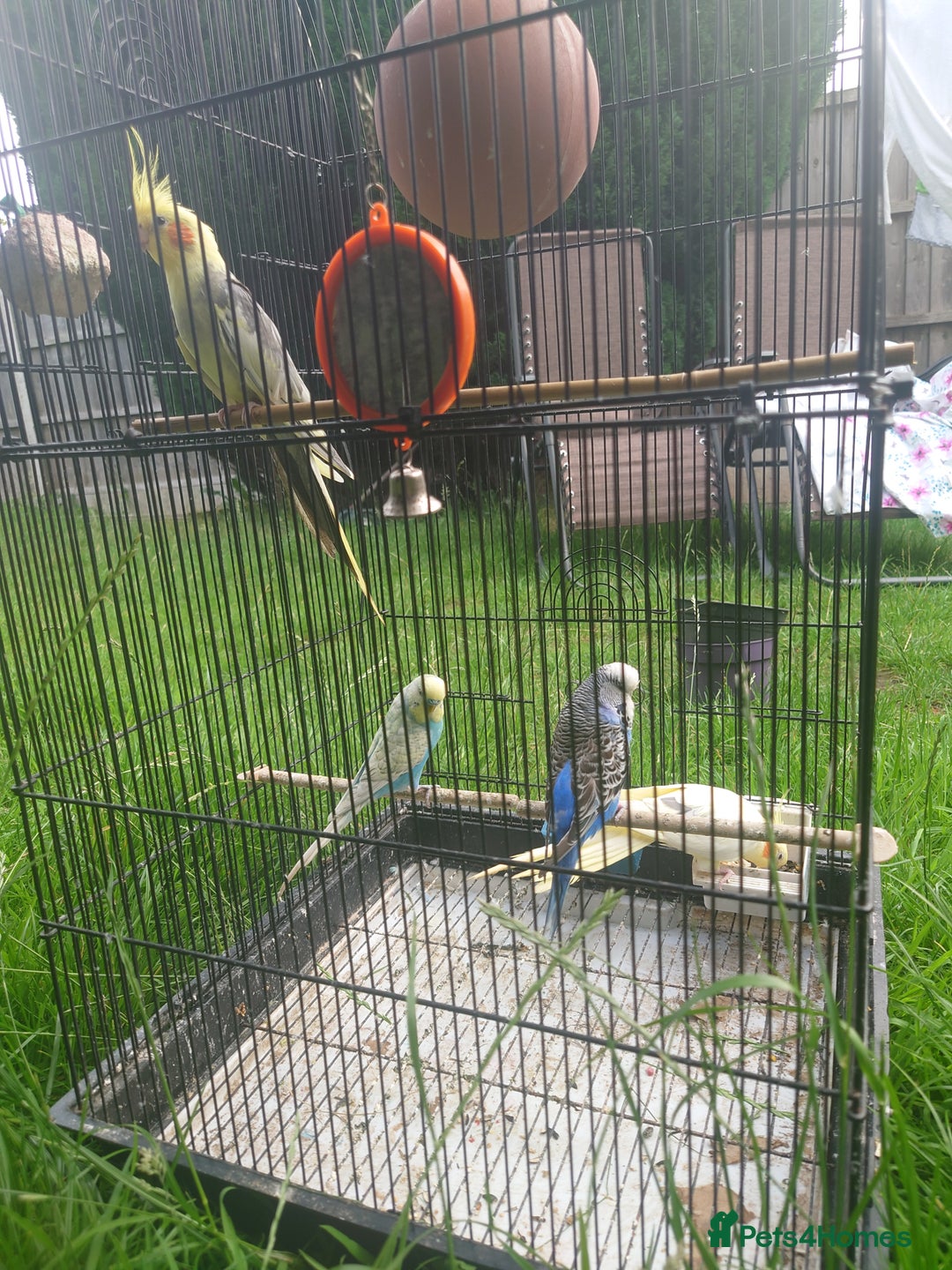 Cockatiels birds for sale: 2 Cockatiels & 2 Budgies with Cage in Preston - Image 4