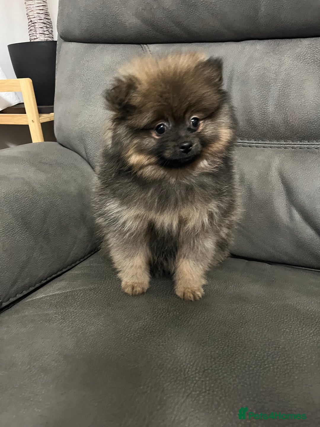 Pomeranian dogs for sale: Last boy Pomeranian  - Advert 4