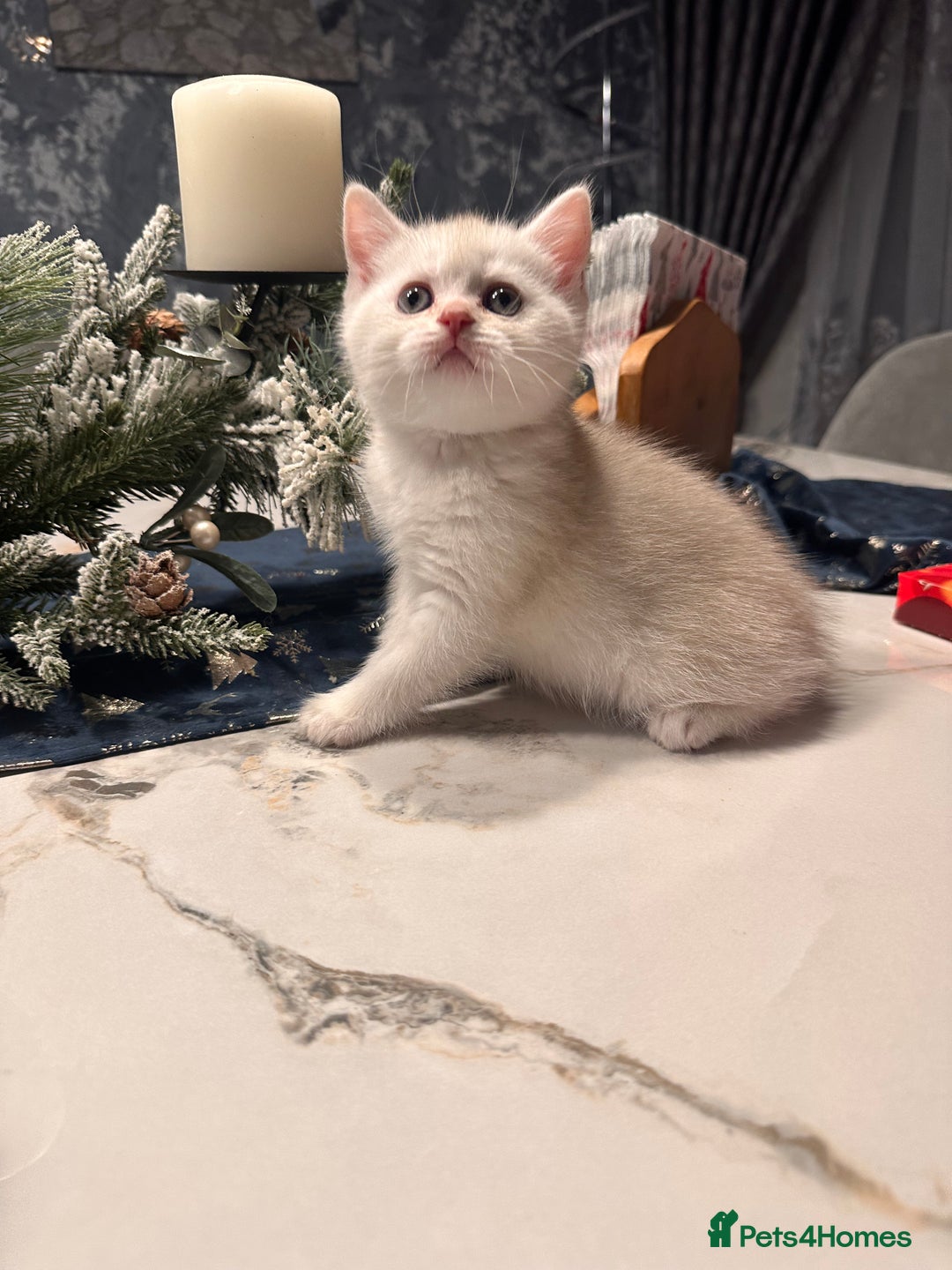 Scottish Fold cats for sale: Adorable Scottish Fold/Straight kittens  - Advert 14