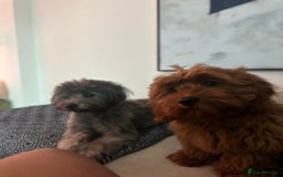 Mixed Breed dogs for sale: Puppies looking for a loving family  - Image 10