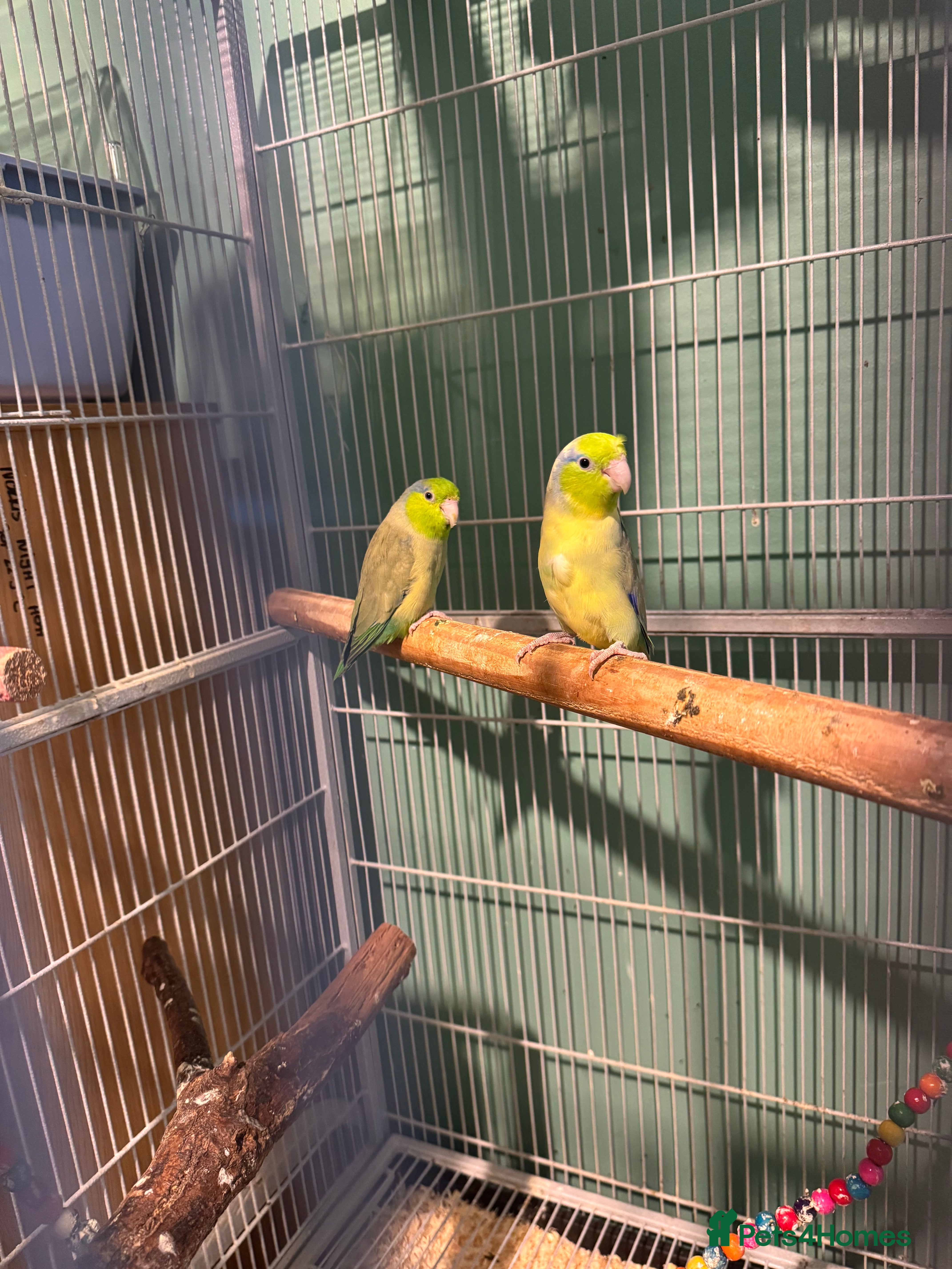 Parakeets birds Celestial parroletts  - Advert 14