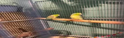Parakeets birds for sale: Celestial parroletts  - Advert 1
