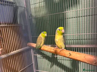 Parakeets birds Celestial parroletts - Advert 14