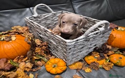 Miniature Dachshund dogs for sale: TRUE MINIATURE DASCHUND BABIES only 5 - Image 5