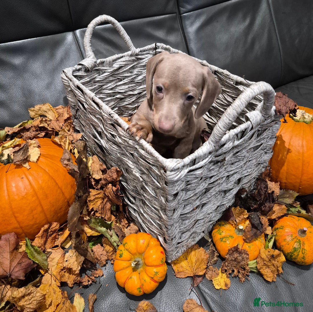 Miniature Dachshund dogs for sale: TRUE MINIATURE DASCHUND BABIES only 5 - Image 5