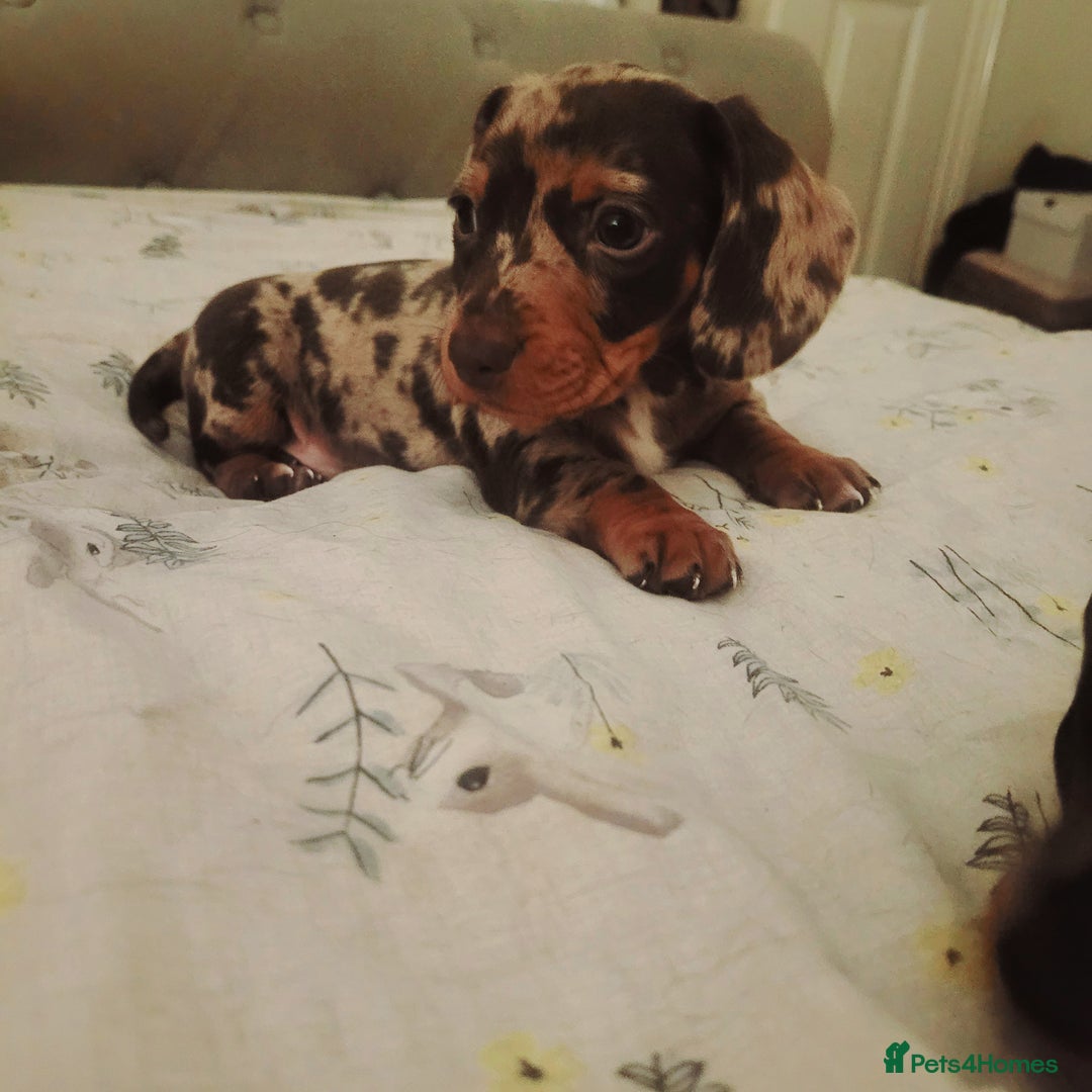 Miniature Dachshund dogs for sale: *1 boy available* - Miniature Dachshunds - Image 5