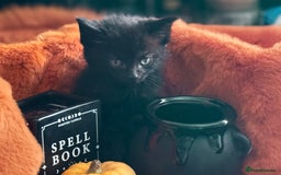 RagaMuffin cats for sale: Black Ragamuffin Kittens - Image 8
