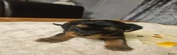 Yorkshire Terrier dogs for sale: My Luna have 4 puppies on 16 may   in Boston - Advert 8