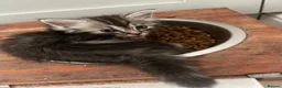 Ragcoon cats for sale: 🐾 Beautiful Maine Coon x Ragdoll kittens  - Advert 11
