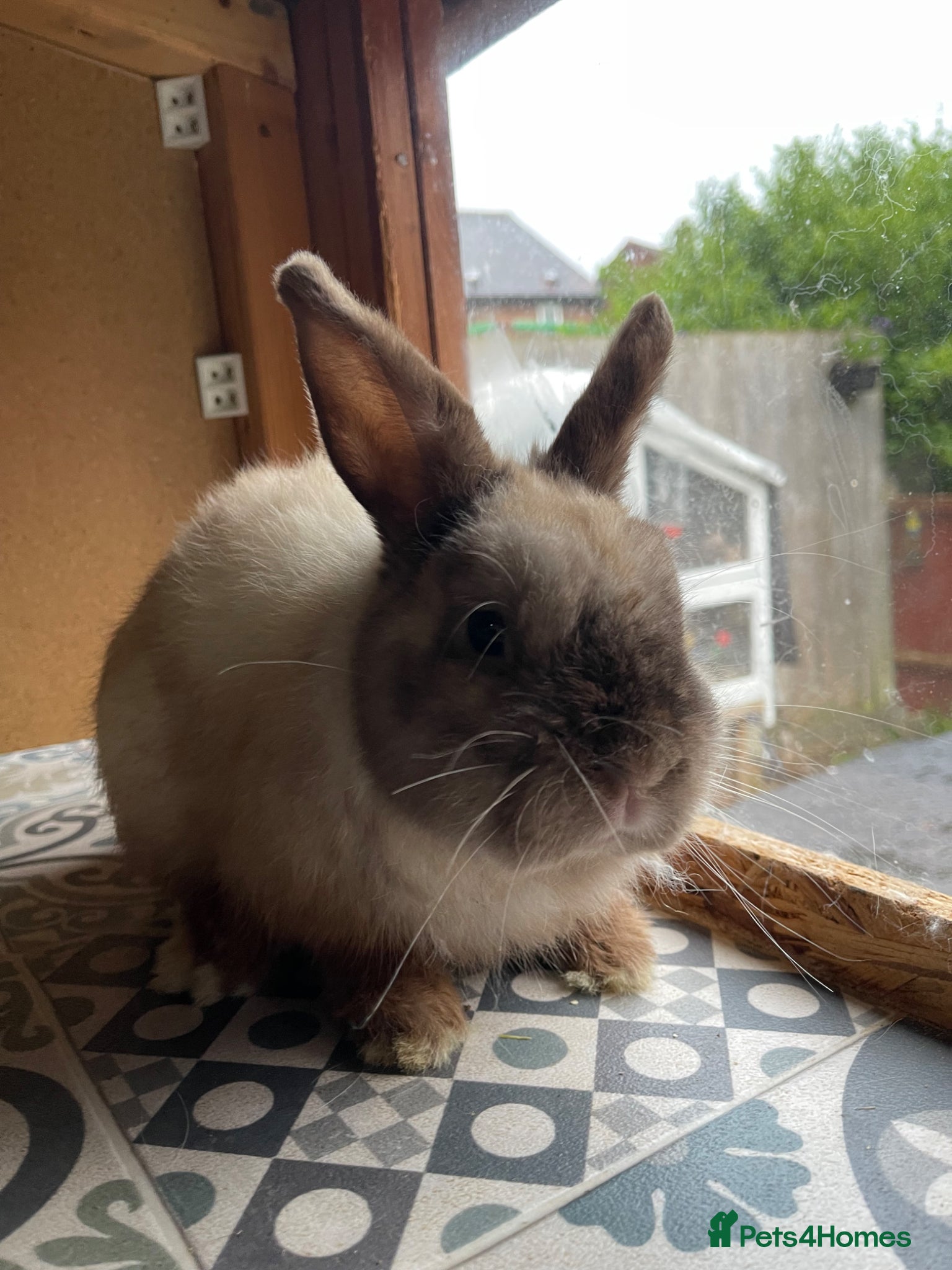 Netherland Dwarf rabbits ⭐️ CARAMEL Looking for new home ⭐️ - Advert 2