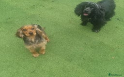 Cocker Spaniel dogs for sale: Golden cocker spaniel puppy - Image 3