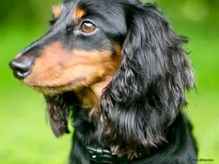 Miniature Dachshund dogs Long haired miniature/rabbit size dachshund - Advert 2