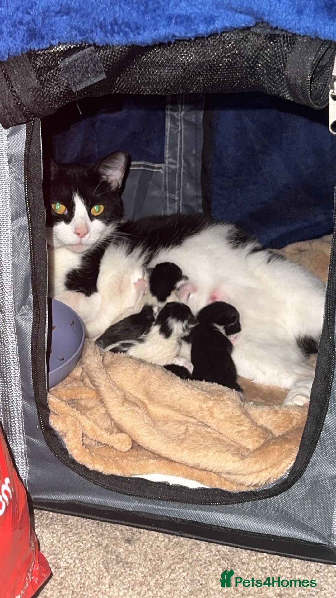 British Longhair cats for sale: 3 Kittens for sale needs to be good homes - Advert 7