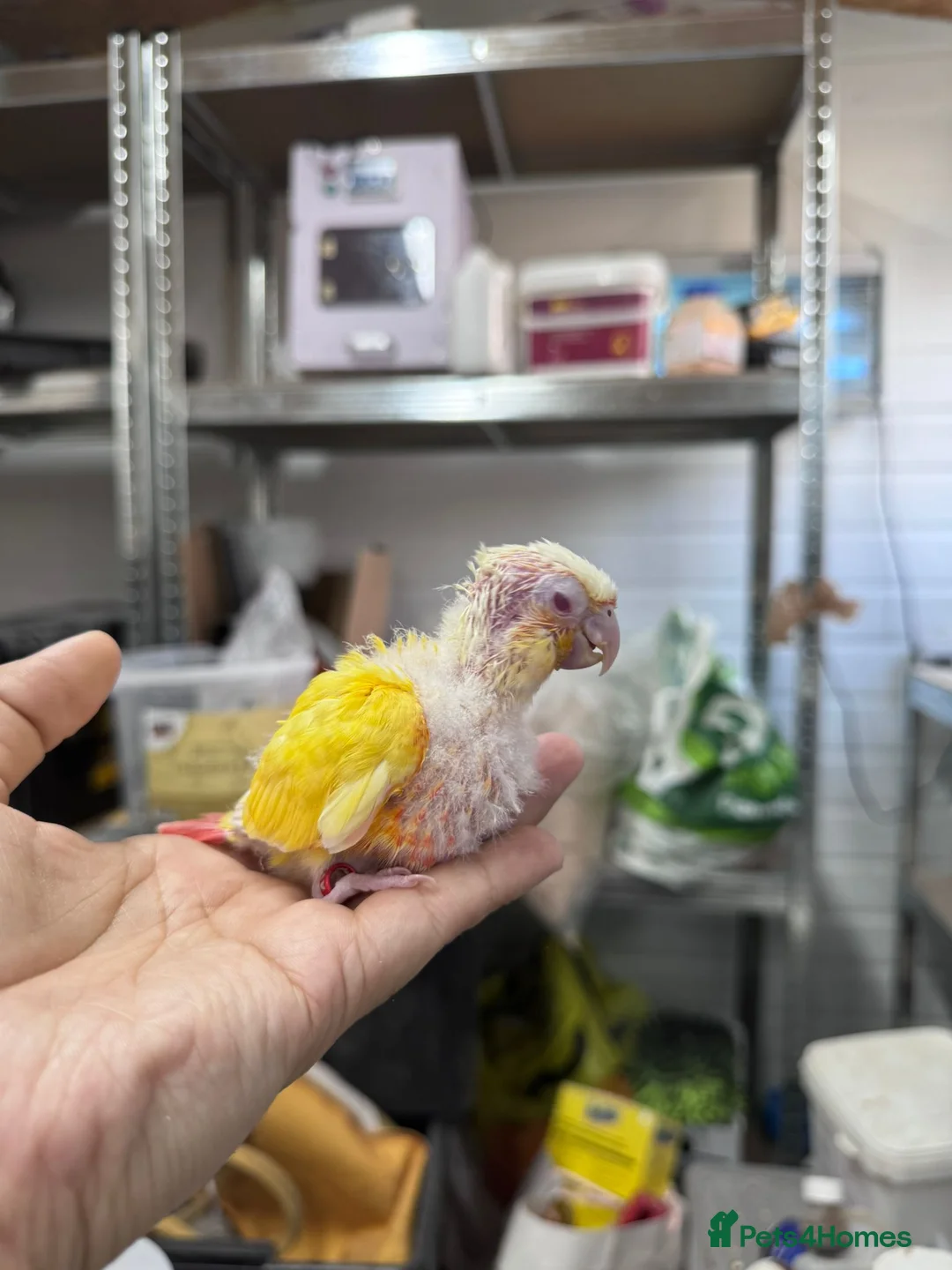 Conures birds for sale: Hand reared super tame conure  - Advert 10