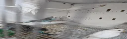 Budgerigars birds for sale: Budgies  - Advert 2