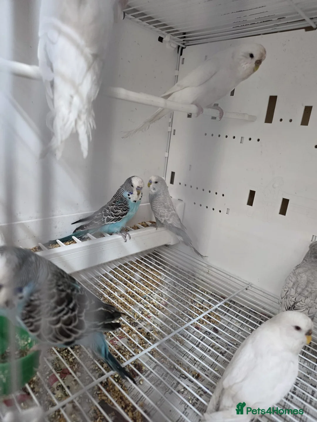 Budgerigars birds for sale: Budgies  - Advert 2