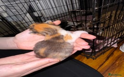 Mixed Breed cats for sale: 7 Mixed Kittens - Ginger, Tabby, Calico, White - Image 8