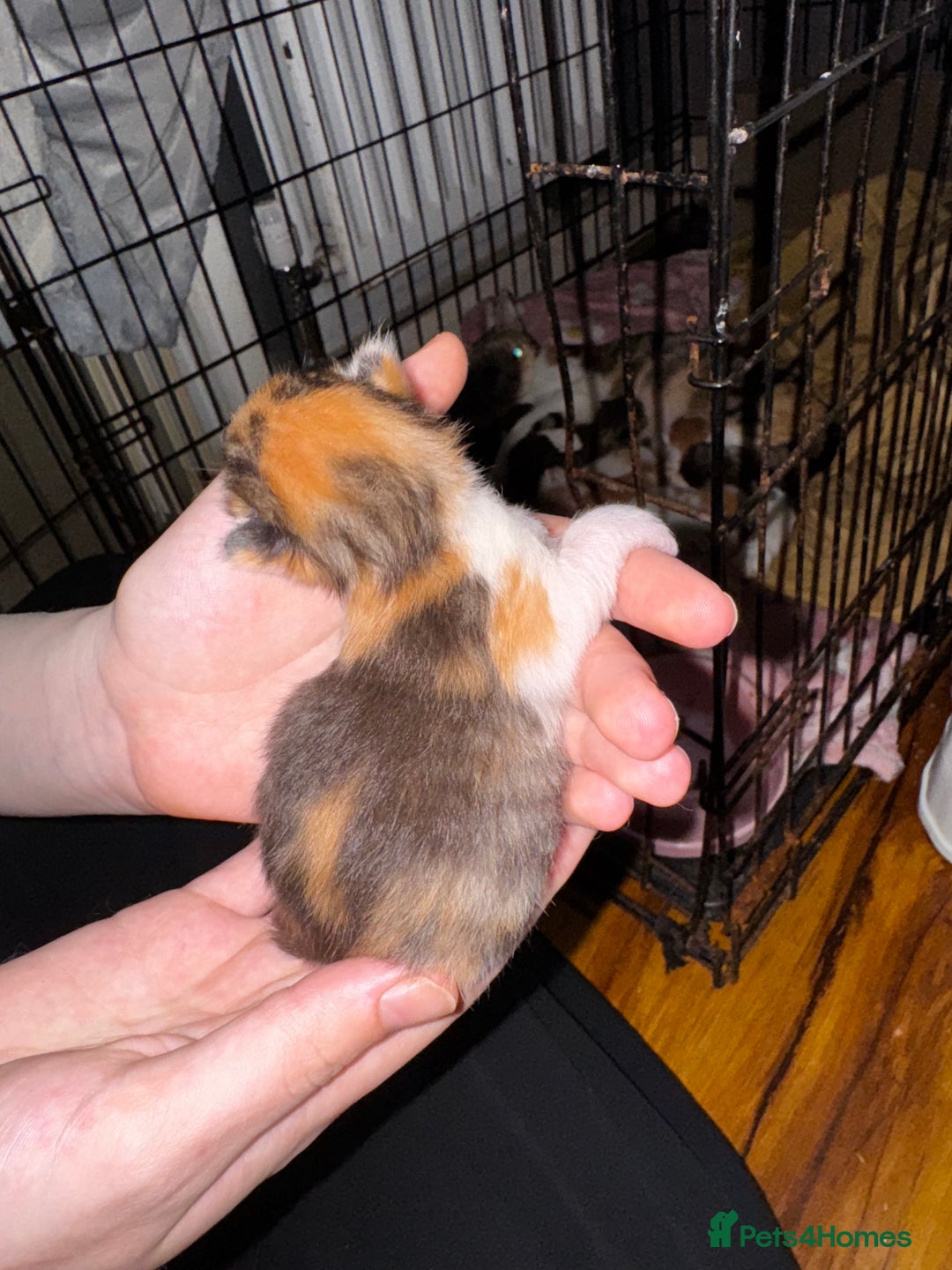 Mixed Breed cats for sale: 7 Mixed Kittens - Ginger, Tabby, Calico, White - Image 8