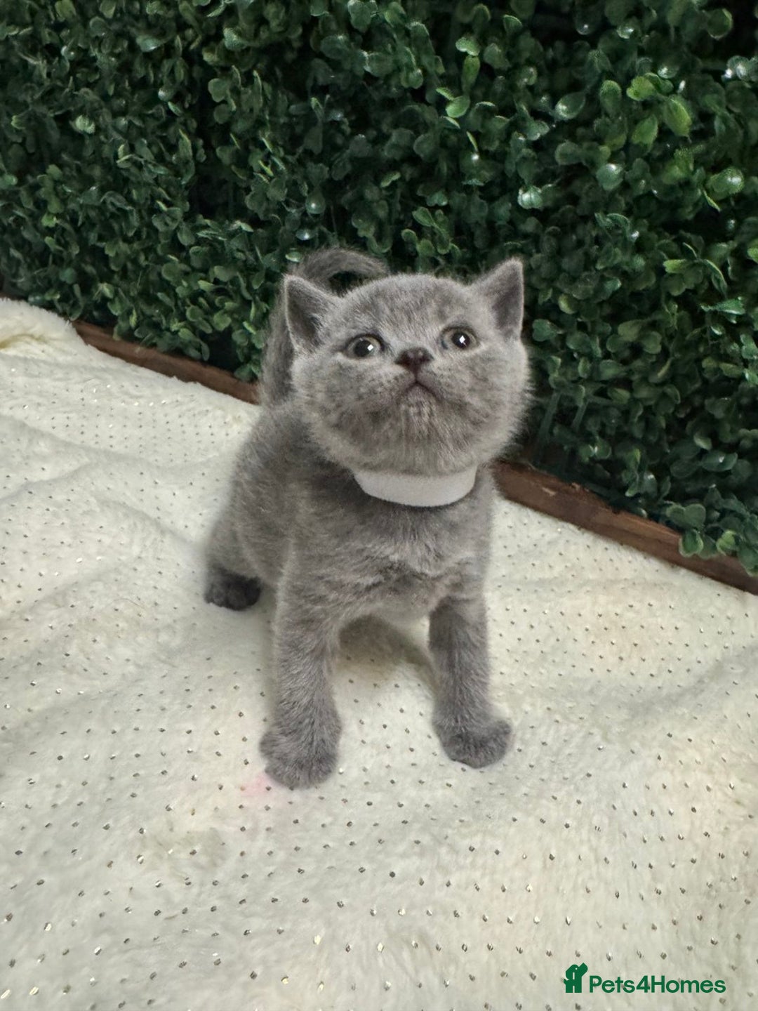 British Shorthair cats for sale: 💕British Shorthair Blue Kittens💕 - Advert 7