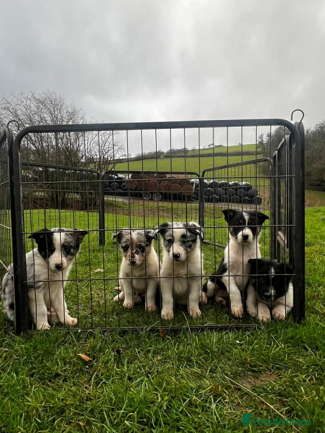 Border Collie dogs for sale: 5 Beautiful Blue Merle Border Collie Puppies - Advert 33