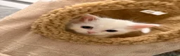 Mixed Breed cats for sale: British Shorthair x Longhair kittens - Advert 15