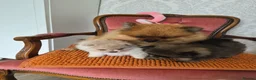 Pomeranian dogs for sale: Pomeranian Puppies - Advert 4