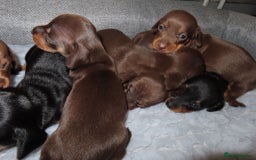 Dachshund dogs for sale: Dachshunds - Image 5