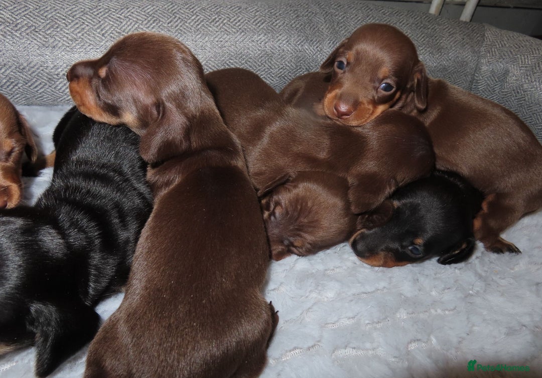 Dachshund dogs for sale: Dachshunds - Image 5