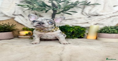 French Bulldog dogs - Advert 15