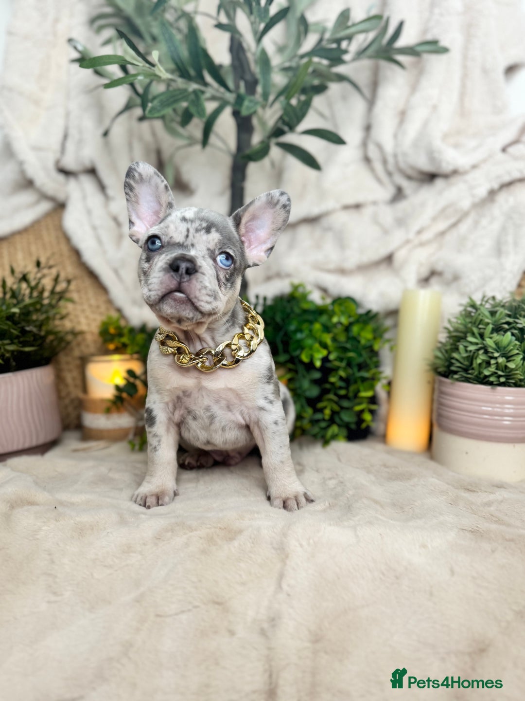 French Bulldog dogs for sale: Merle french bulldogs  - Image 3