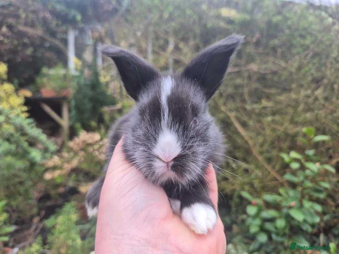 Angora rabbits for sale: ADORABLE ANGORA BABIES-PARENTS IMPORTED 🇫🇷  - Advert 30