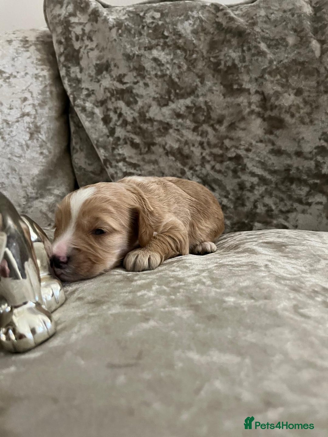 Cavapoo dogs for sale: F1 Cavapoo puppies - Advert 4