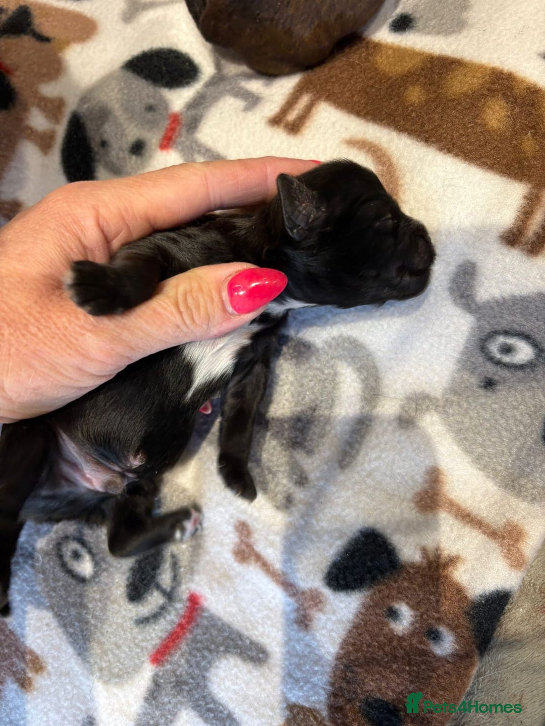 Shihpoo dogs for sale: BEAUTIFUL SHIHPOO PUPPIES - Advert 10