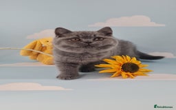 British Shorthair cats for sale: CHAMPION SIRED GCCF REG BSH BLUE MALE KITTEN - Image 2