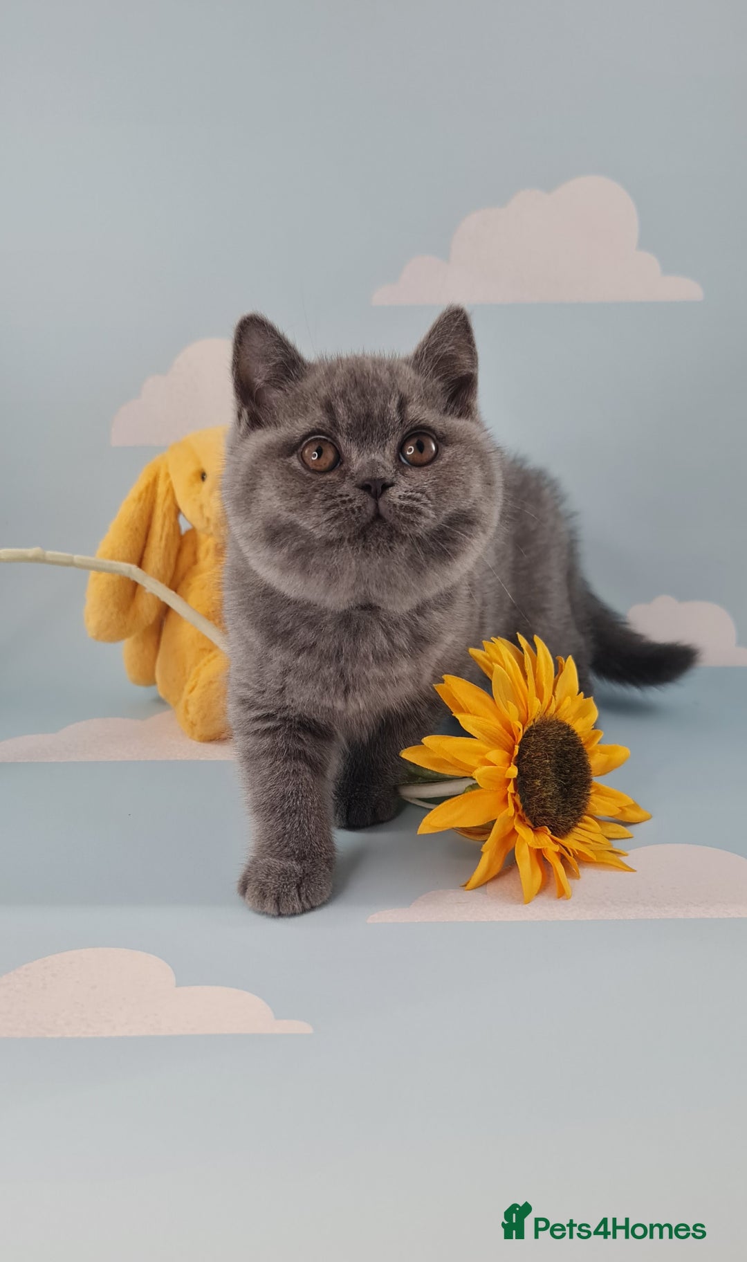 British Shorthair cats for sale: CHAMPION SIRED GCCF REG BSH BLUE MALE KITTEN - Image 2