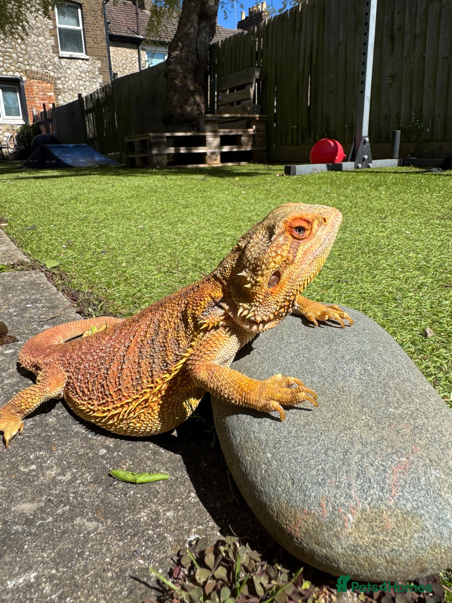 Bearded Dragon reptiles Healthy Rescue Female Bearded Dragon + Full Setup - Advert 2