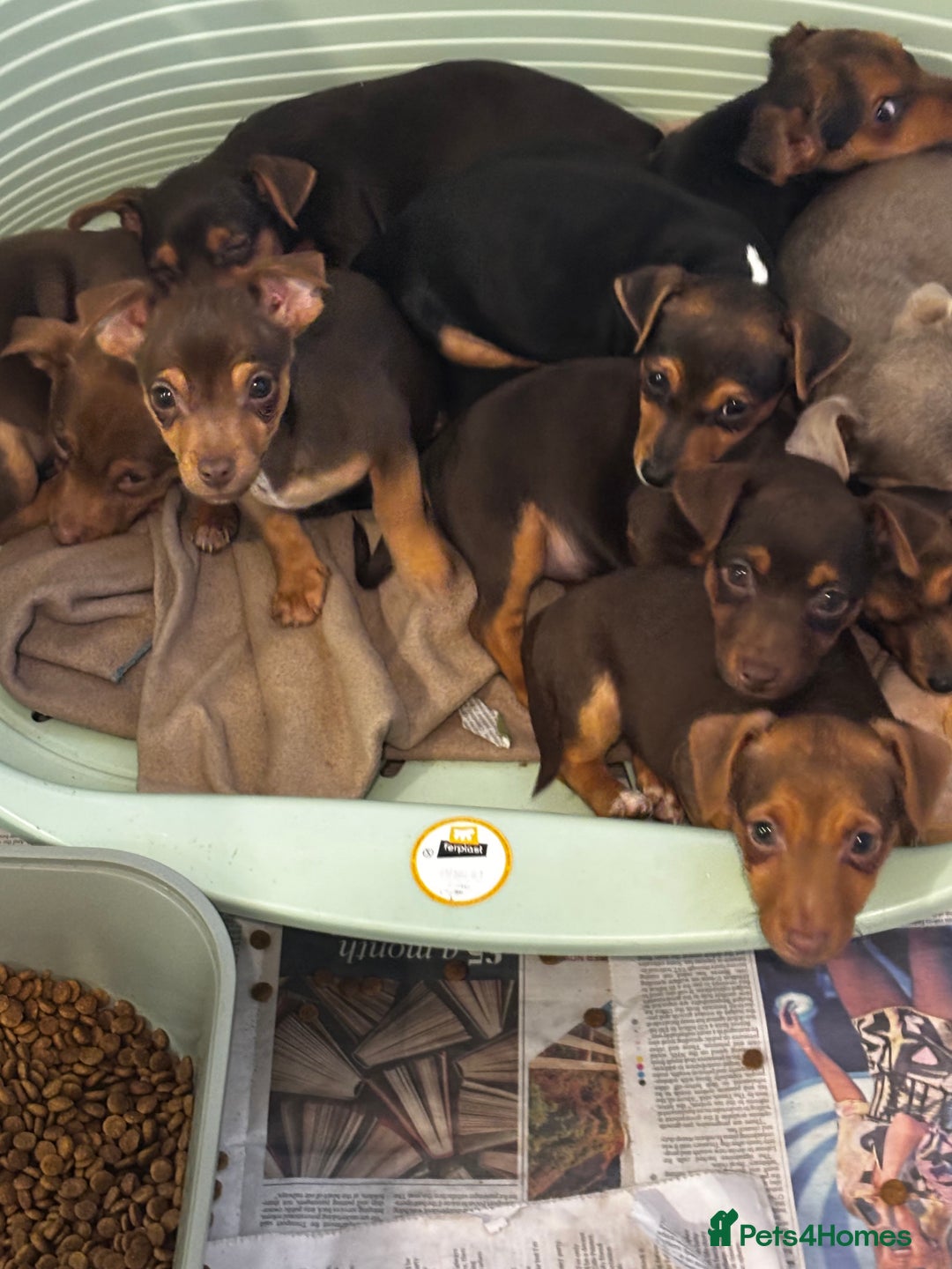 Jack Russell dogs for sale: Beautiful miniature pure Jack Russell’s  - Advert 2