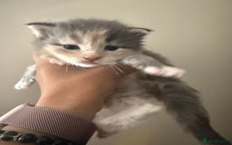 Maine Coon cats for sale: Beautiful torbie Maine Coon kittens - Image 3