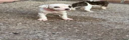 American Bulldog dogs for sale: NEBBR Papers!  - Advert 7