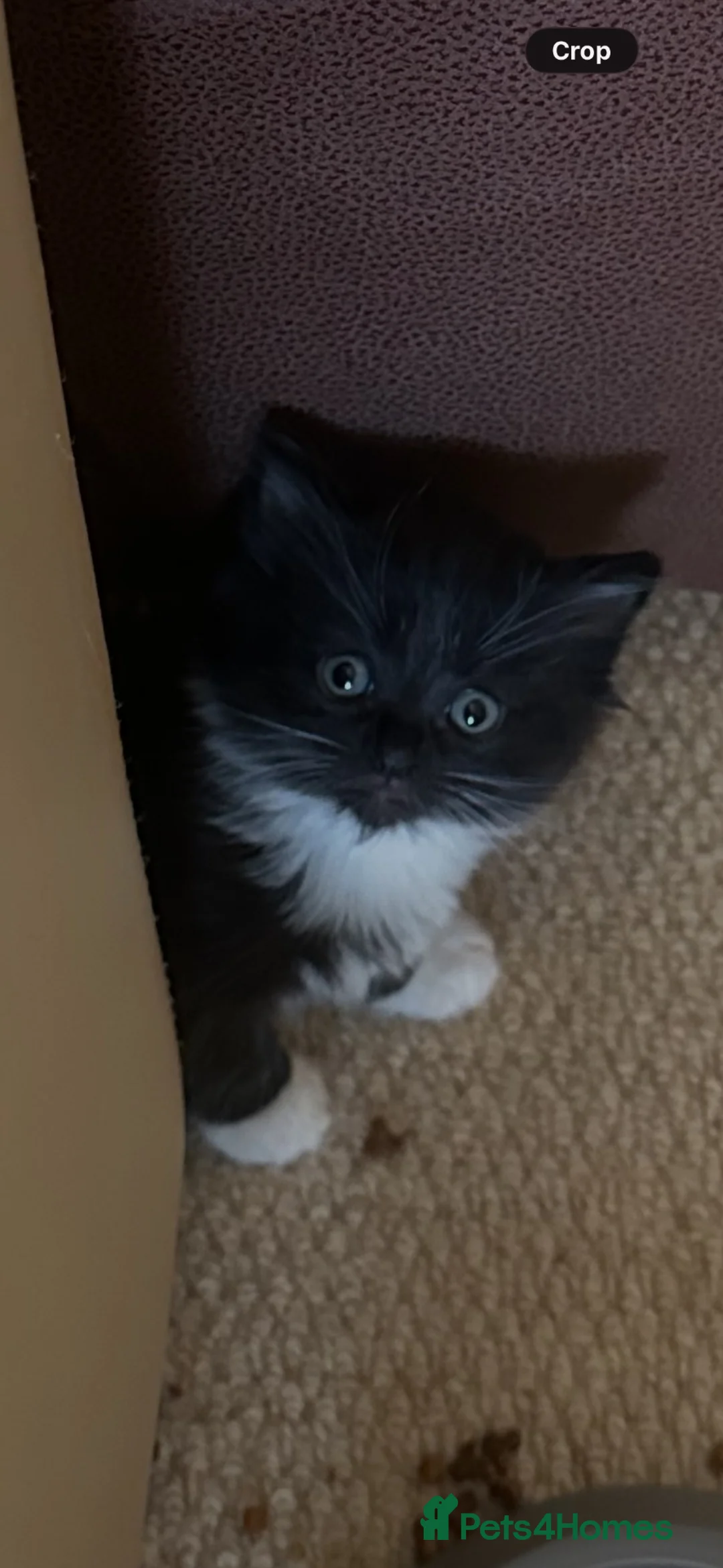 Ragdoll cats for sale: Rag doll x Russian Blue  - Advert 10