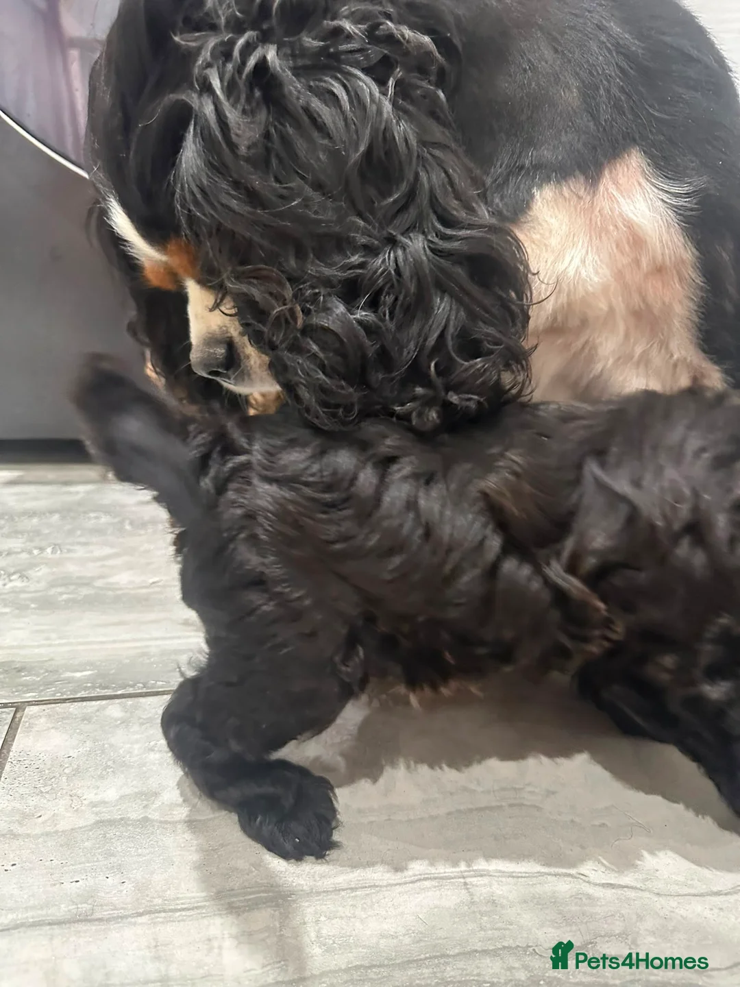 Cavapoo dogs for sale: F1 toy cavapoo  - Advert 18
