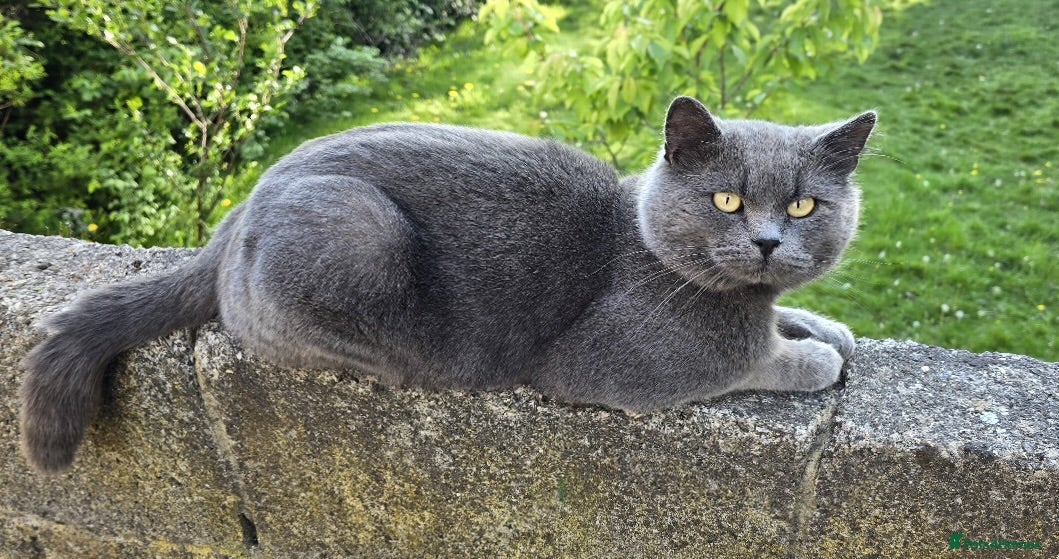 British Shorthair cats GORGEOUS FLUFFBALLS FOR SALE - Advert 1