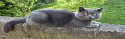 British Shorthair cats for sale: GORGEOUS FLUFFBALLS FOR SALE - Advert 1