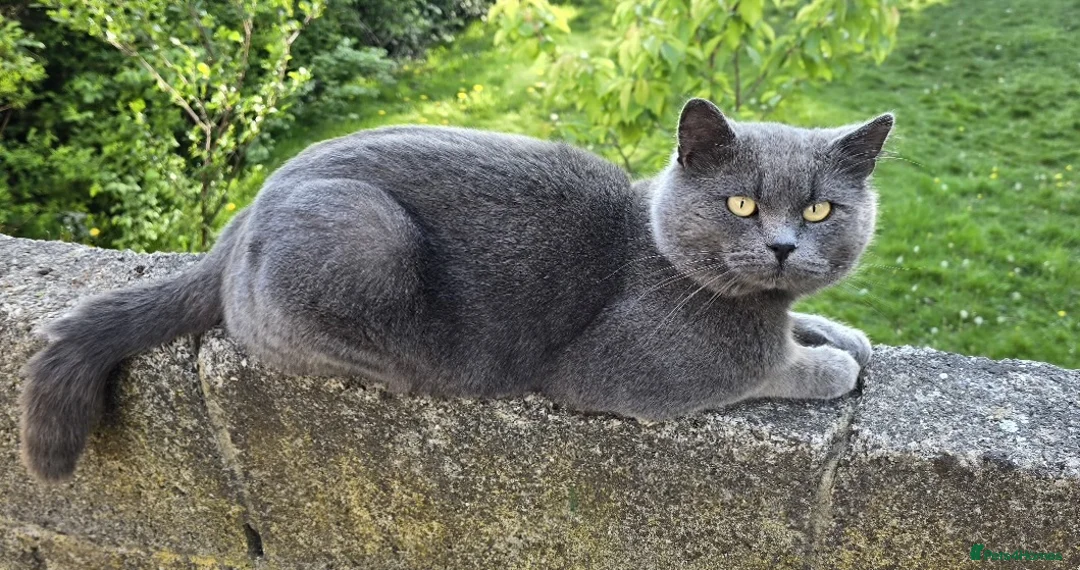 British Shorthair cats for sale: GORGEOUS FLUFFBALLS FOR SALE - Advert 1