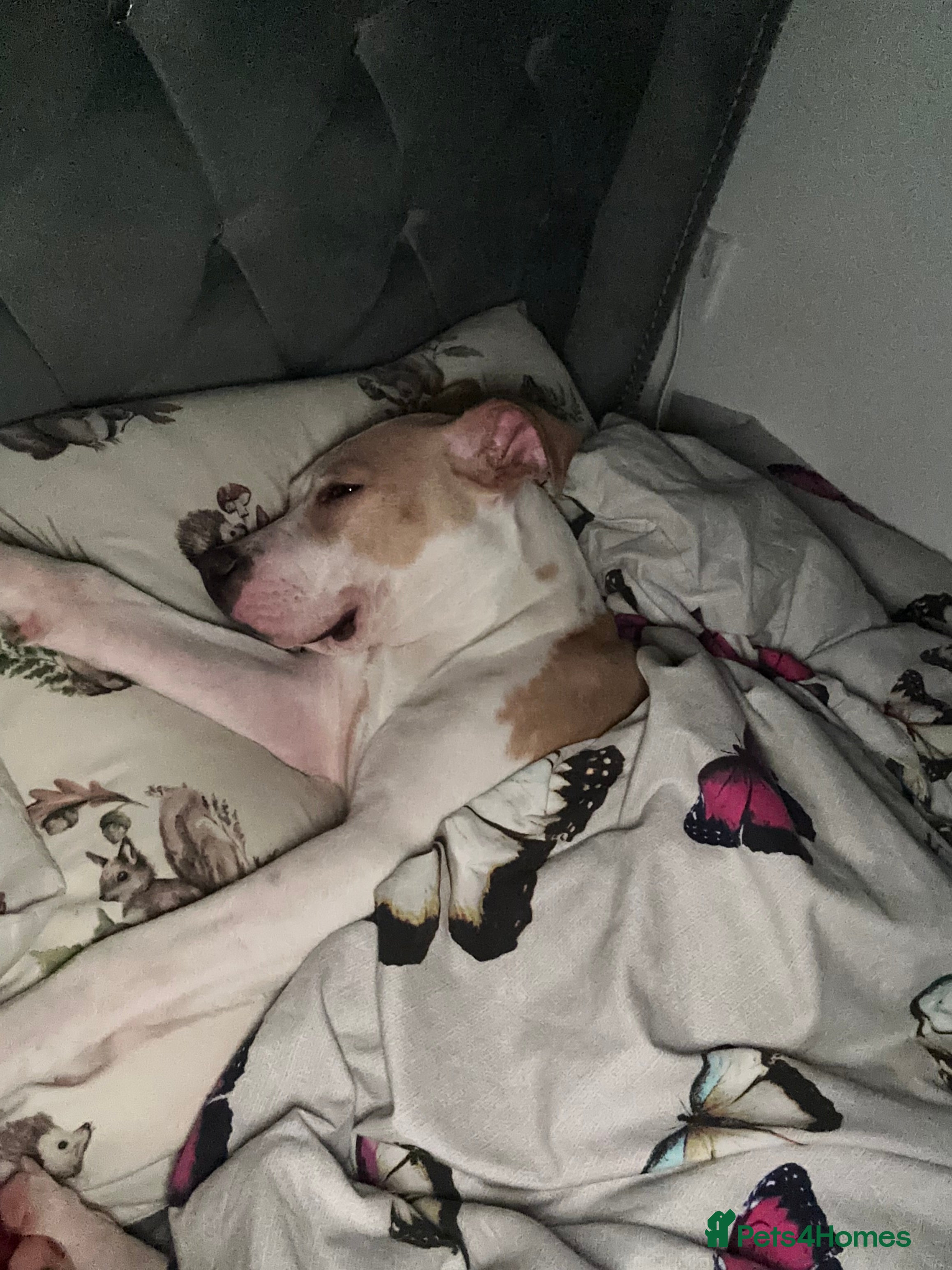 Mixed Breed dogs For sale American bulldog X staffy - Advert 2