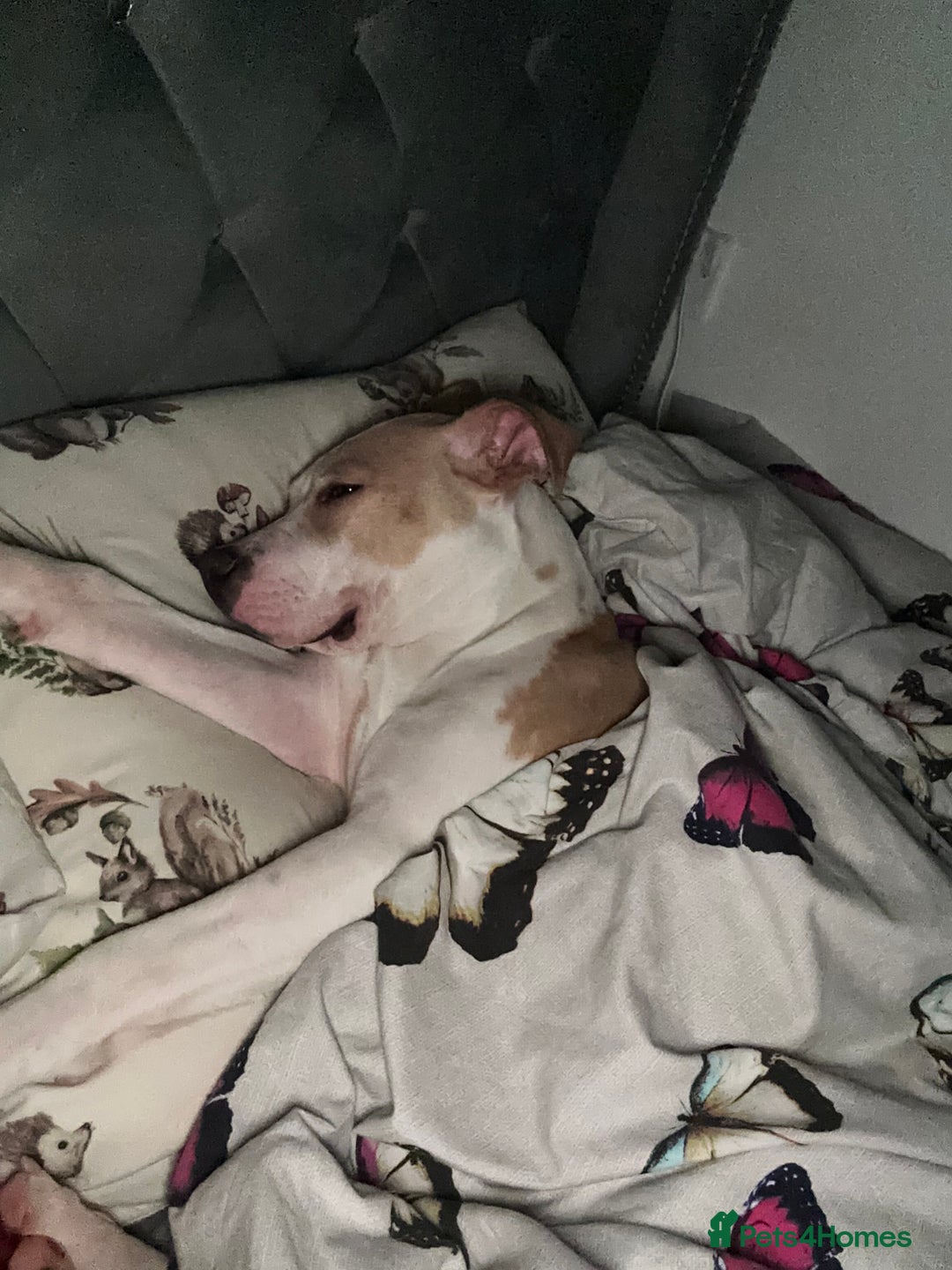 Mixed Breed dogs for sale: For sale American bulldog X staffy - Advert 1