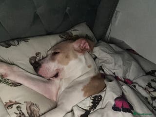 Mixed Breed dogs For sale American bulldog X staffy - Advert 1