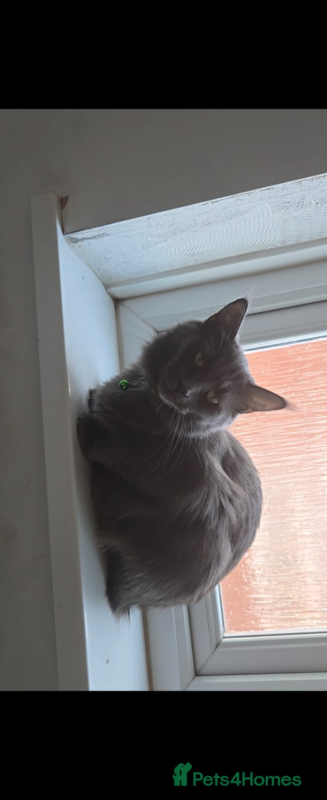 Maine Coon cats for sale: Maincoon crossed ragdoll kittens - Image 8