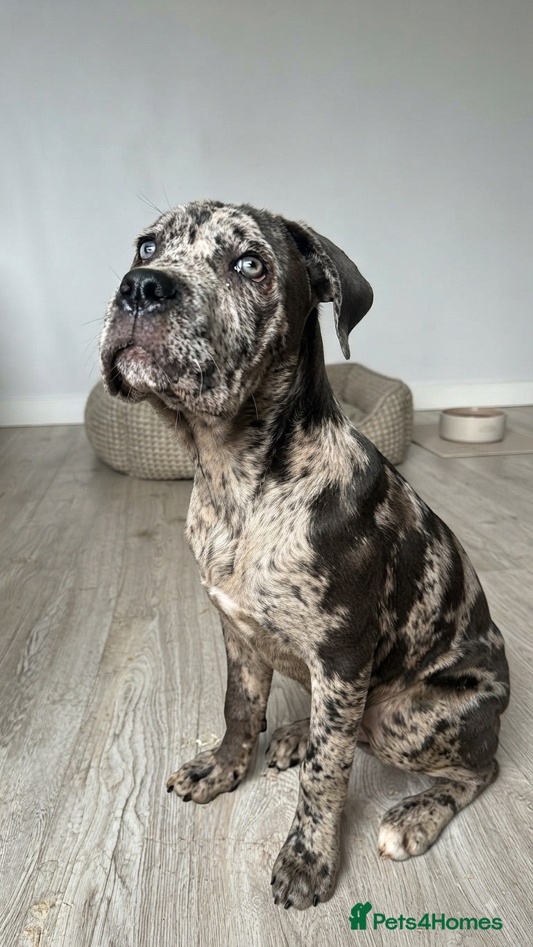 Cane Corso dogs 6 Month Old Cane Corso Girl - Advert 2